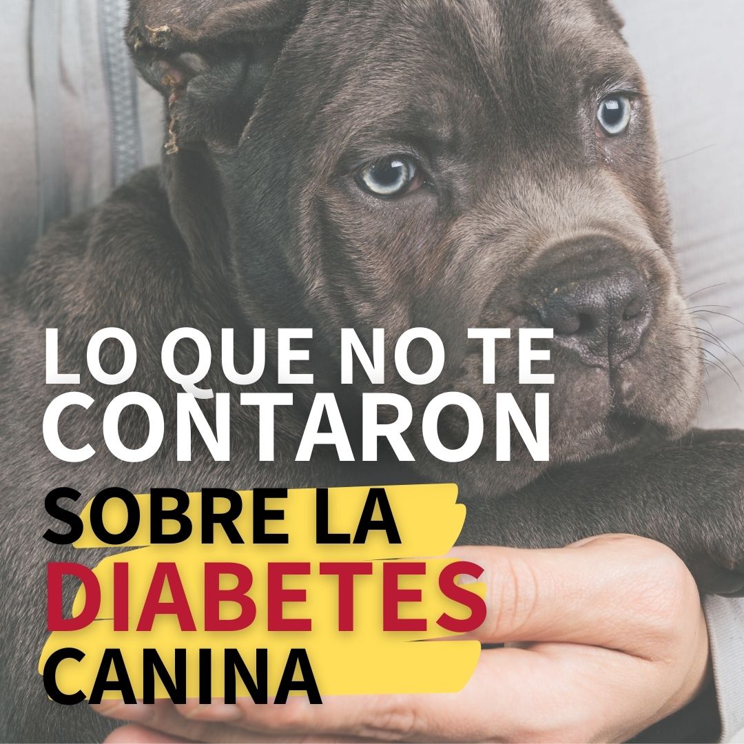 diabetes en perros adultos