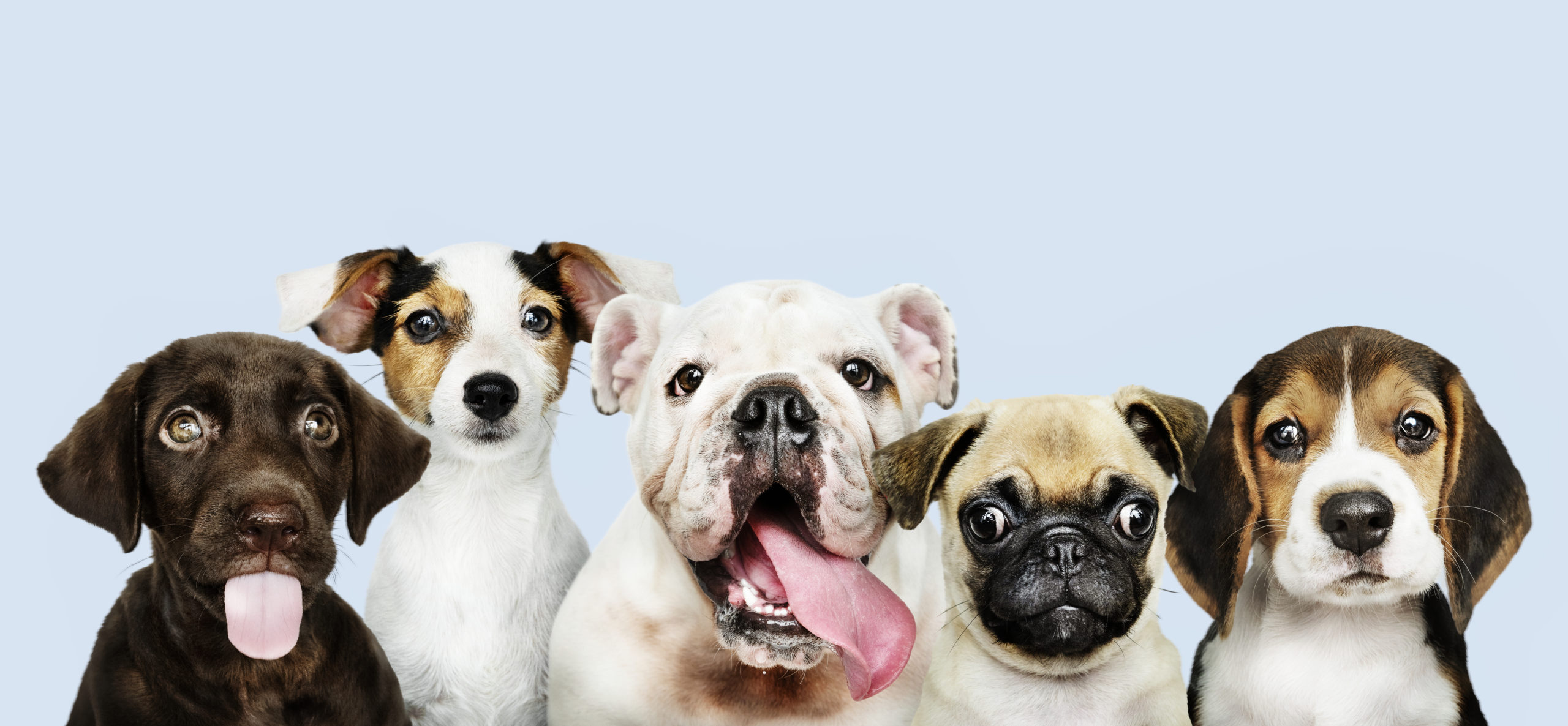 vacunas para cachorros y perros adultos